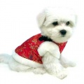 Cute Dog Clothes.jpg