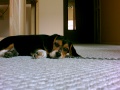 Cady-Snooze-Right.JPG